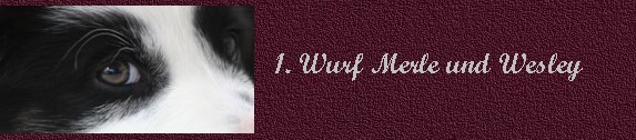 1.wurfbanner