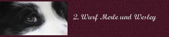 2.wurfbanner