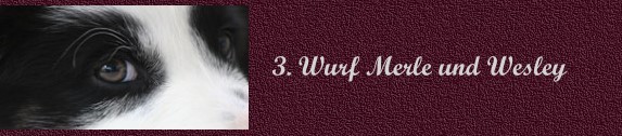 3.wurfbanner