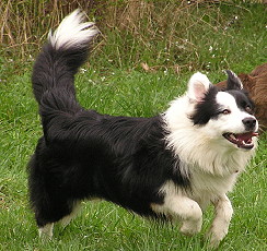 5a