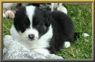 aime1